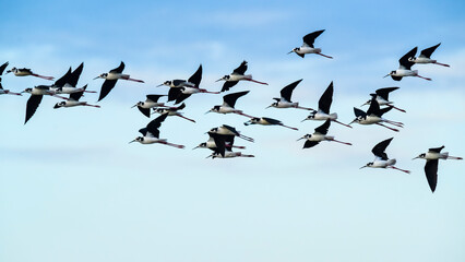 Southern Stilt, Himantopus melanurus in flight, Ansenuza National Park, Cordoba Province, Argentina