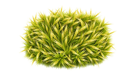 Wild field grass, top view, isolated on a transparent background, 3d illustration, cg render. Pinnacle. Illustration