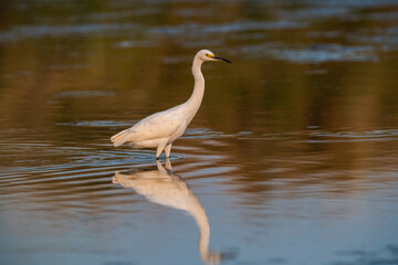 Snowy Egret, Egretta thula , perched, La Pampa Province, Patagonia, Argentina.