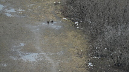 Wet ground with puddles near leafless bushes, two black birds standing in the middle of the open area
