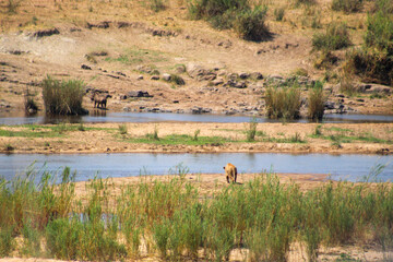 African lion hunting warthog in Kruger Park South Africa