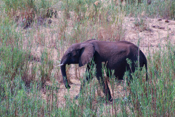 Elephant in Kruger Park South Africa