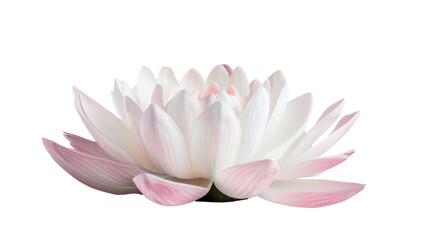 Blooming pink and white water lily on transparent background