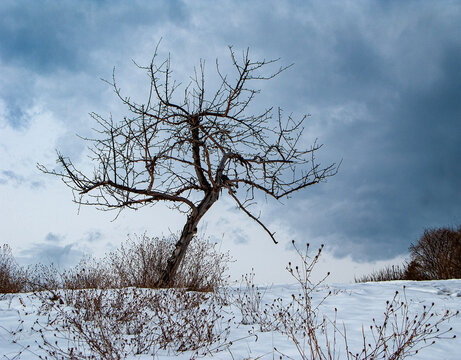 leafless tree on snowy hill with brush 