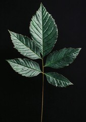 Professional Leaf Plant Photo and Picture for Botanical, Environmental, and Nature-related Projects