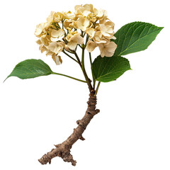 Hydrangea Root Isolated on Transparent Background, PNG