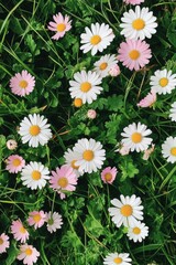 Beautiful colorful wild flowers in Spring.