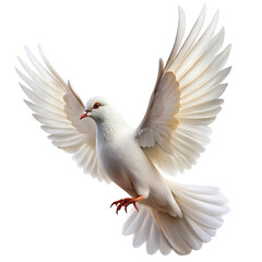 Fototapeta premium dove isolated on white
