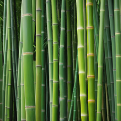 Fototapeta premium Bamboo, with its supple and resilient nature, embodies harmonious fusion of strength and flexibility, enabling it to gracefully endure mighty gusts of wind while providing a colorful and comforting am