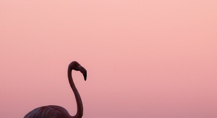 Fototapeta premium Flamingo Silhouette Against Pink Sky Creates Serene Wildlife Aesthetic