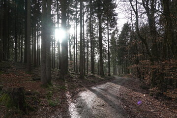 Fototapeta premium Waldweg im Gegenlicht