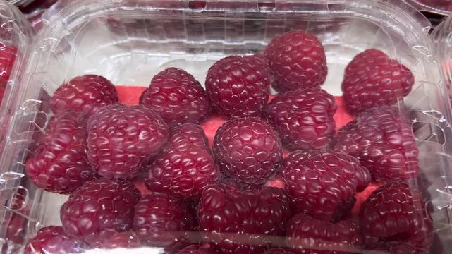 Raspberries in transparent plastic trays displayed by grocer, tracking shot on raspberries in transparent boxes