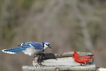 Cardinals in winter