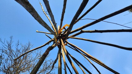 hazelnut sticks for a tipi