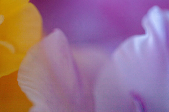 close up of purple flower
