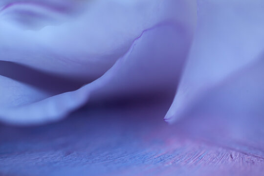 purple flower macro