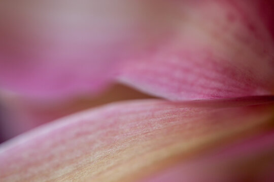 close up of pink flower