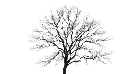 Fototapeta premium Lone deciduous tree, stark branches against bright white, design, wood
