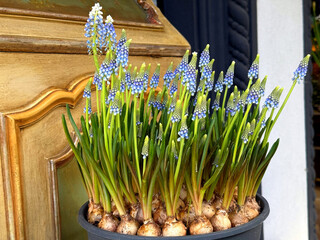 Grape Hyacinth Muscari blue blooms ornamental spring plant