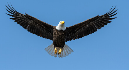 Majestic bald eagle soaring against a clear blue sky, wings spread wide in flight.