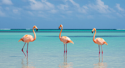 Three pink flamingos standing gracefully in crystal-clear tropical water under a bright blue sky.