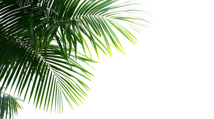 Png Lush Green Palm Fronds, Tropical Leaves, Exotic Botany, Summer Vibes, Natures Beauty, Vibrant Greenery isolated on transparent background