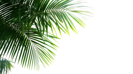 Png Lush Green Palm Fronds, Tropical Leaves, Exotic Botany, Summer Vibes, Natures Beauty, Vibrant Greenery isolated on transparent background