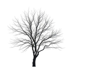 Obraz premium Lone deciduous tree, stark branches against pure white, trunk, plant