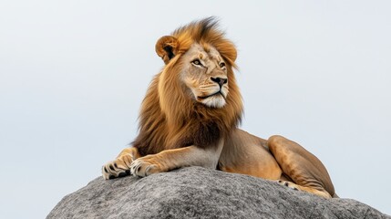 Obraz premium A lion sitting atop a rock in the savannah, looking into the distance with its golden mane blowing in the wind, on a white isolated background