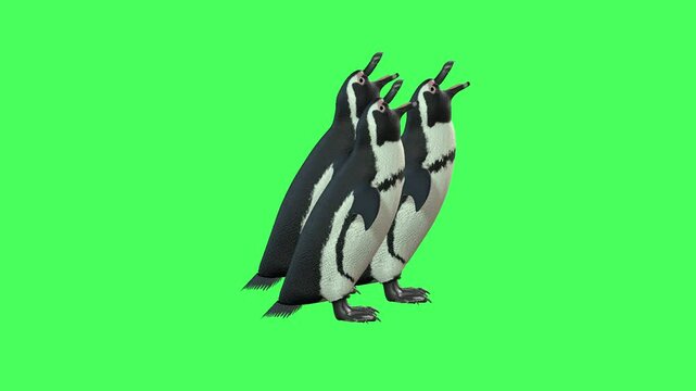 Three penguins are singing animation