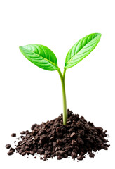 Naklejka premium young green plant isolated on white or transparent background