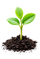 young green plant isolated on white or transparent background