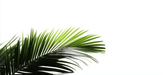 Obraz premium Serenity in Green Vibrant Palm Frond on White, Minimalist Composition with Elegant Veins and Tranquil Atmosphere