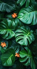 Fototapeta premium Tropical Monstera Leaves Mobile Wallpaper