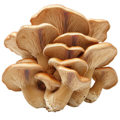 Maitake Mushroom Isolated on Transparent Background, PNG