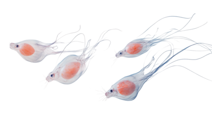 Tiny, ethereal creatures with long whiskers and translucent bodies, floating gracefully while painting eggs in mid-air on a white background --ar 16:9