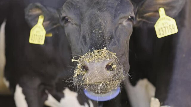 Cow chewing and looking at camera in barn
