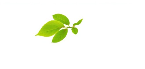 Fototapeta premium Single vibrant green plant isolated on pure white background, fresh, image