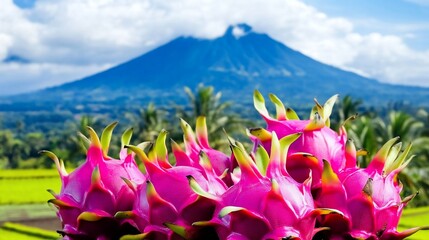 Volcanic landscape, dragon fruit harvest, tropical farm