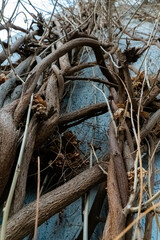 Natural vines intertwining on a blue wall create an artistic texture in an urban setting during autumn