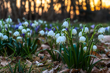 A tranquil spring image with snow-white daffodils in the foreground surrounded by dry leaves and purple flowers in the background while the sun shines golden