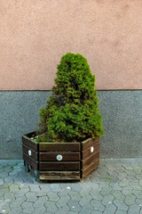 Green shrub in a wooden planter against a textured wall on a sunny day in an urban setting