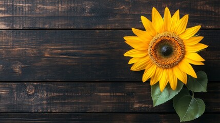 Obraz premium Rain-kissed sunflower resting on a dark wooden background, moody aesthetic