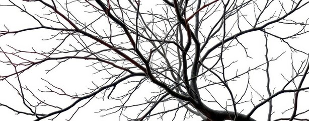 Bare, intertwined branches against a pure white backdrop, abstract, element