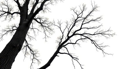 Fototapeta premium Lone deciduous tree, branches reaching skyward, stark white backdrop, single, element