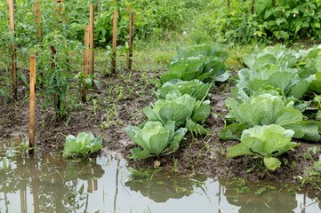 Flooded vegetable garden with cabbage and tomato plants affected by recent heavy rainfall