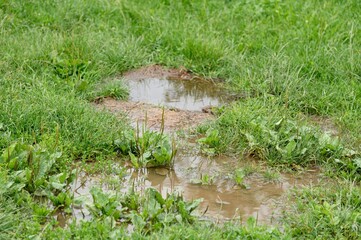 Flooding of the household yard due to heavy rain impacting grass and vegetation in the area