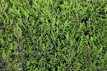 A green bush with many branches and leaves
