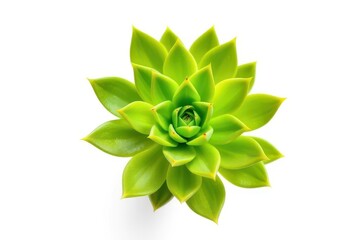 Single succulent plant, vibrant green leaves, isolated on pure white backdrop, image, plantlife