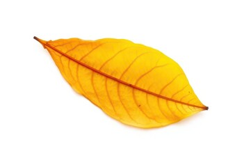 Obraz premium Single, wilted leaf isolated on pure white backdrop, studio, background
